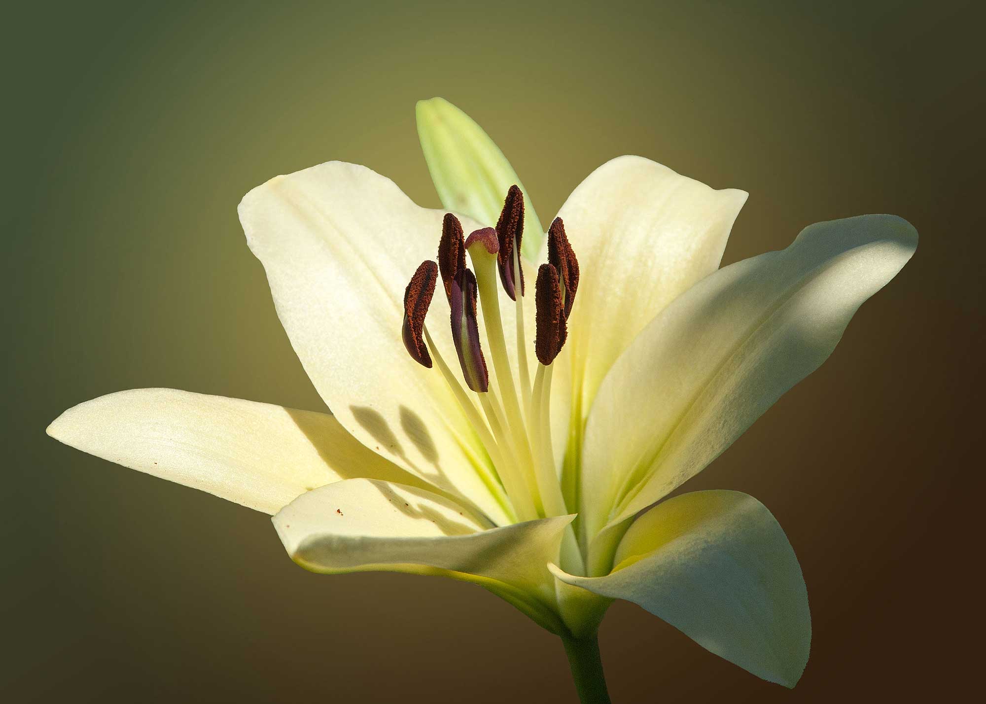 © Erhard Biebl - Floral Artcomposing, alle Rechte vorbehalten
