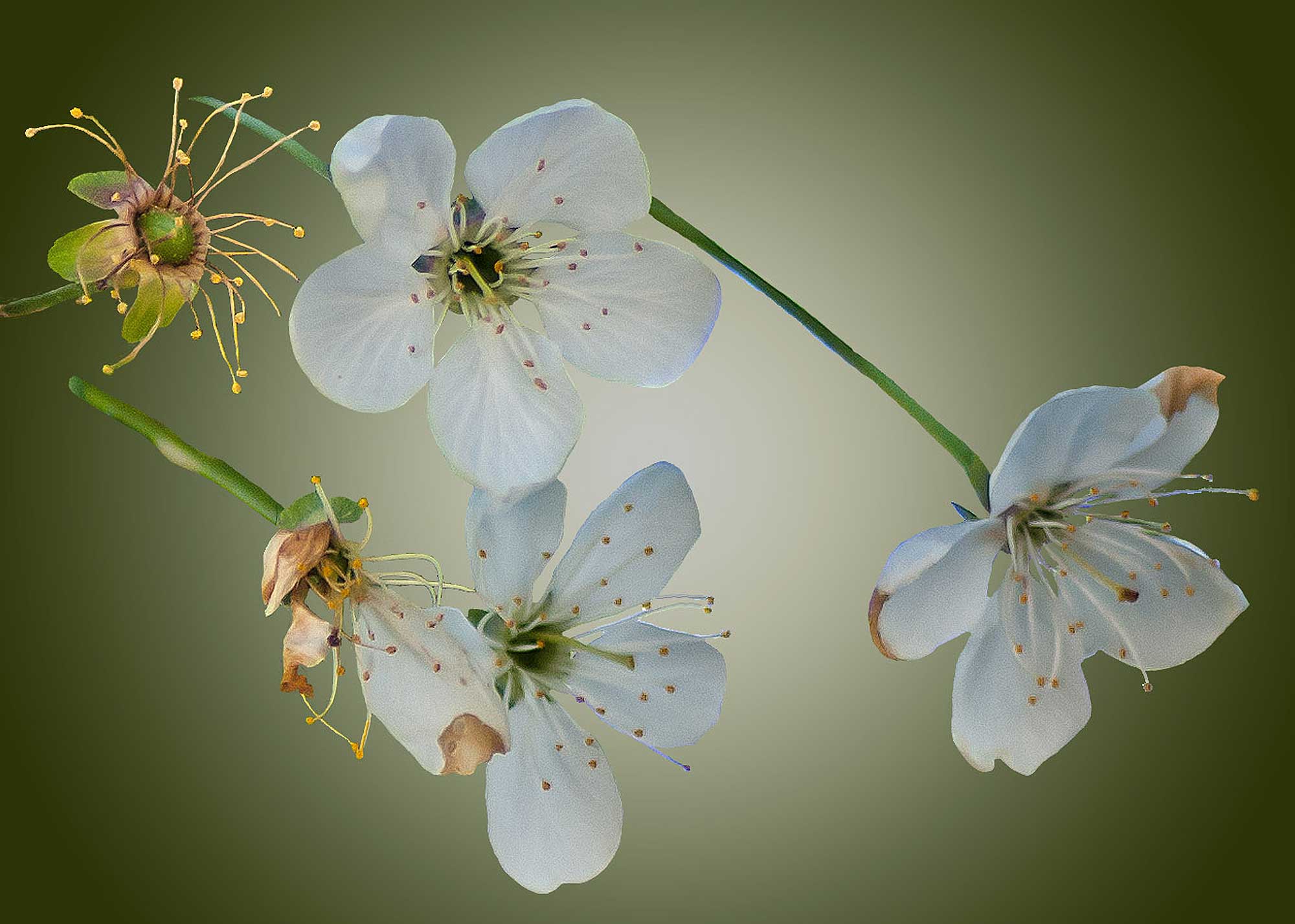 © Erhard Biebl - Floral Artcomposing, alle Rechte vorbehalten