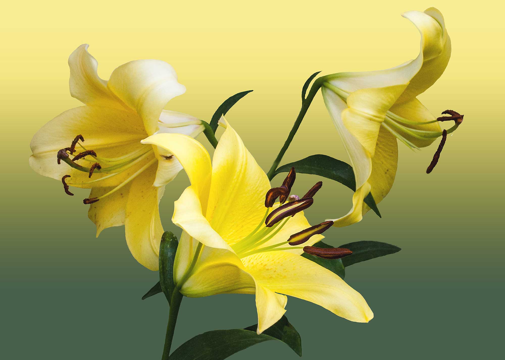 Erhard Biebl - Floral Artcomposing, alle Rechte vorbehalten
