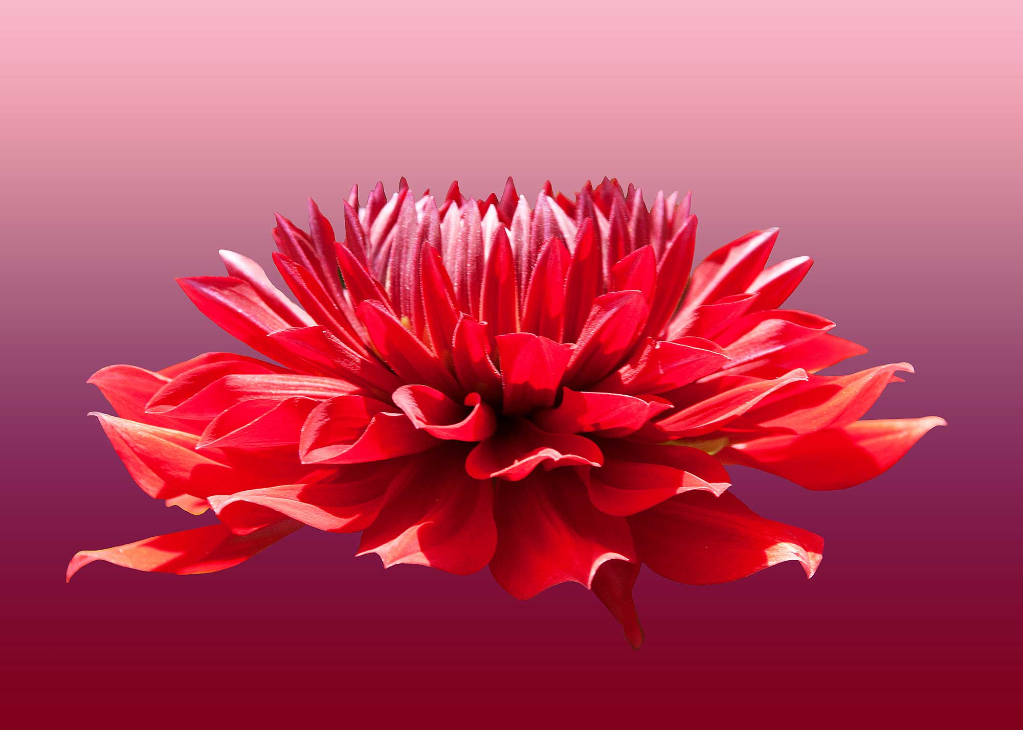 © Erhard Biebl - Floral Artcomposing, alle Rechte vorbehalten