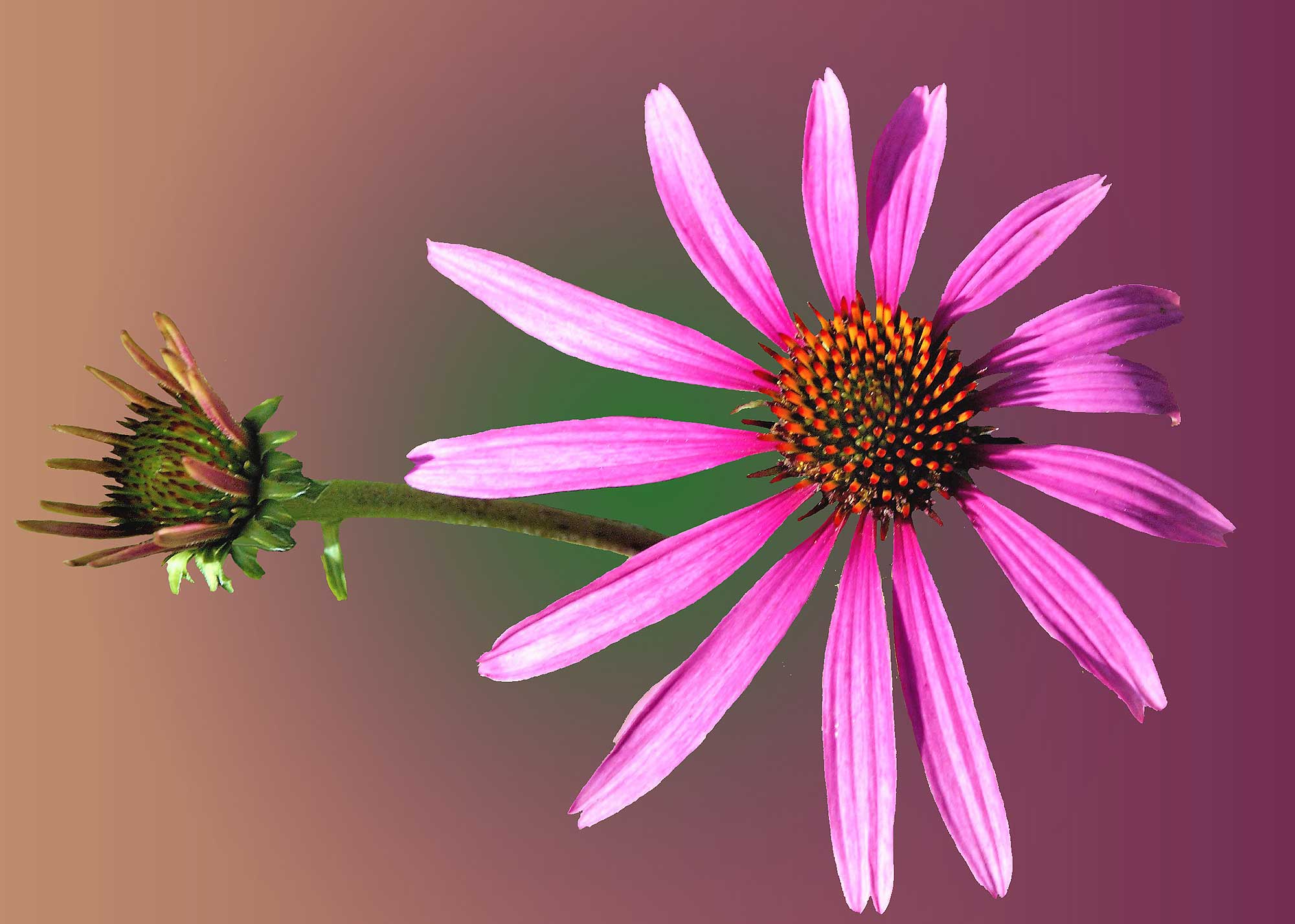 © Erhard Biebl - Floral Artcomposing, alle Rechte vorbehalten