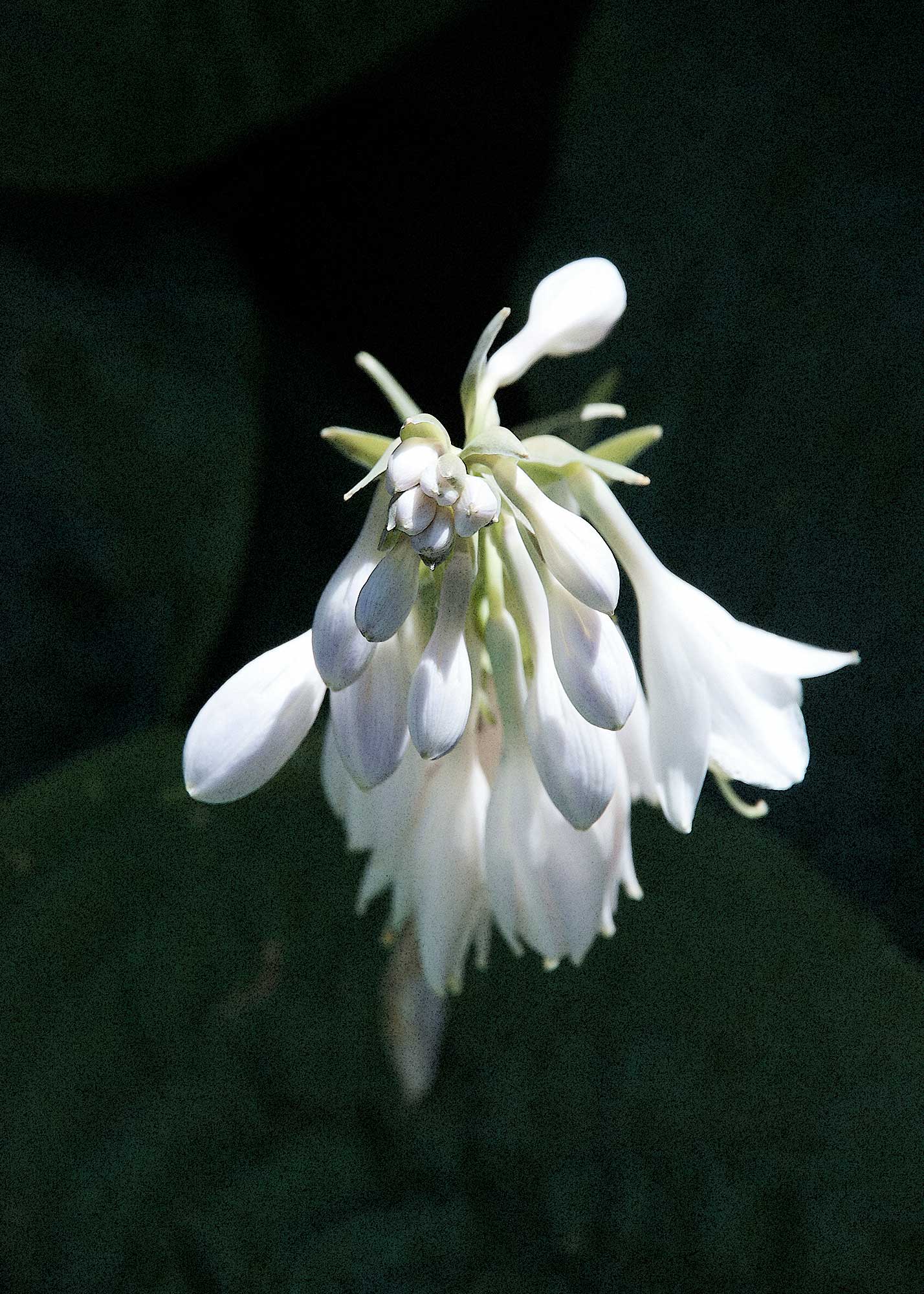 © Erhard Biebl - Floral Artcomposing, alle Rechte vorbehalten