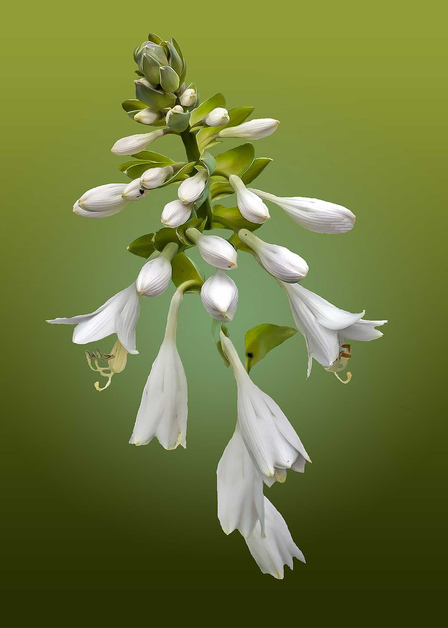 © Erhard Biebl - Floral Artcomposing, alle Rechte vorbehalten