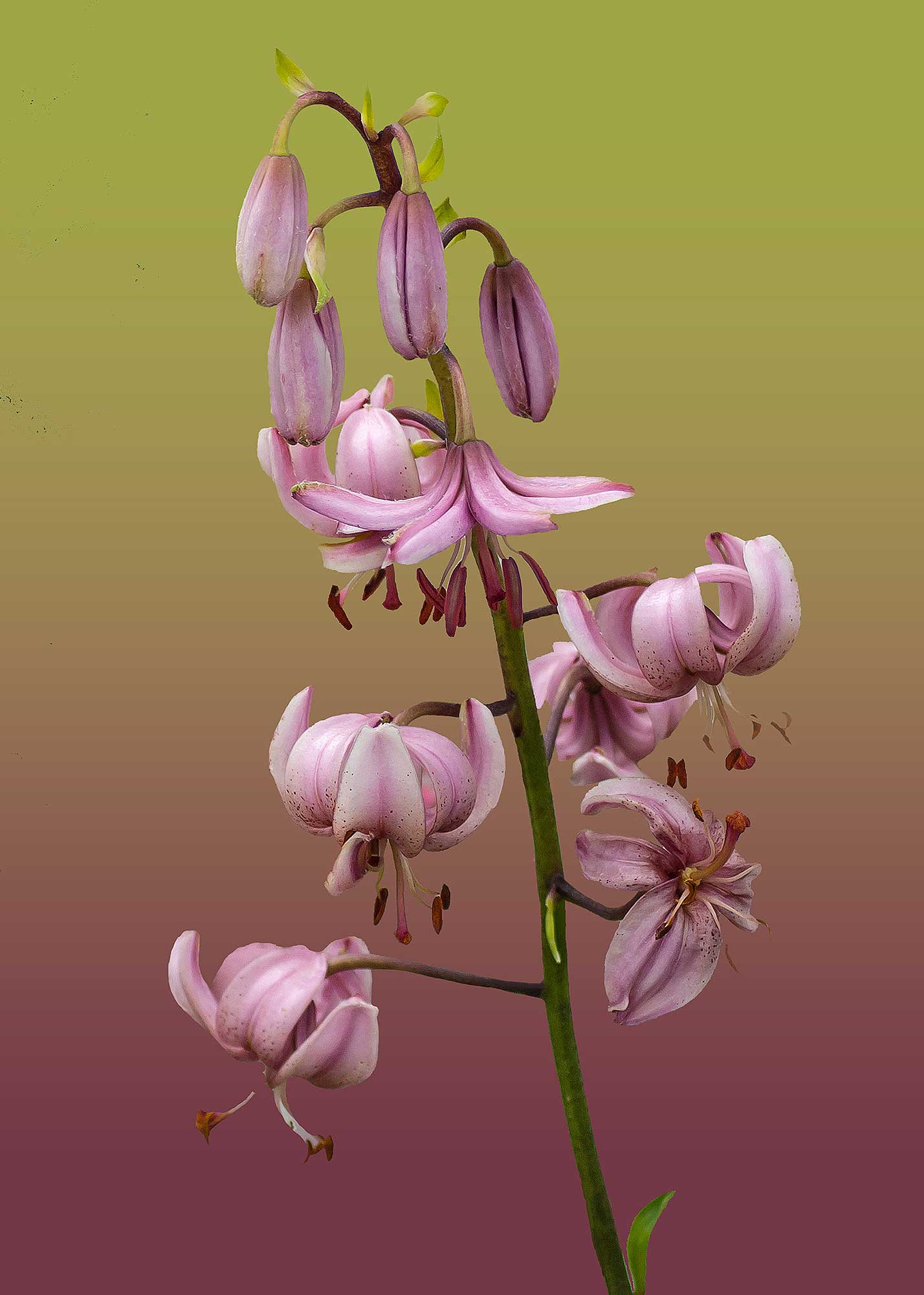 © Erhard Biebl - Floral Artcomposing, alle Rechte vorbehalten
