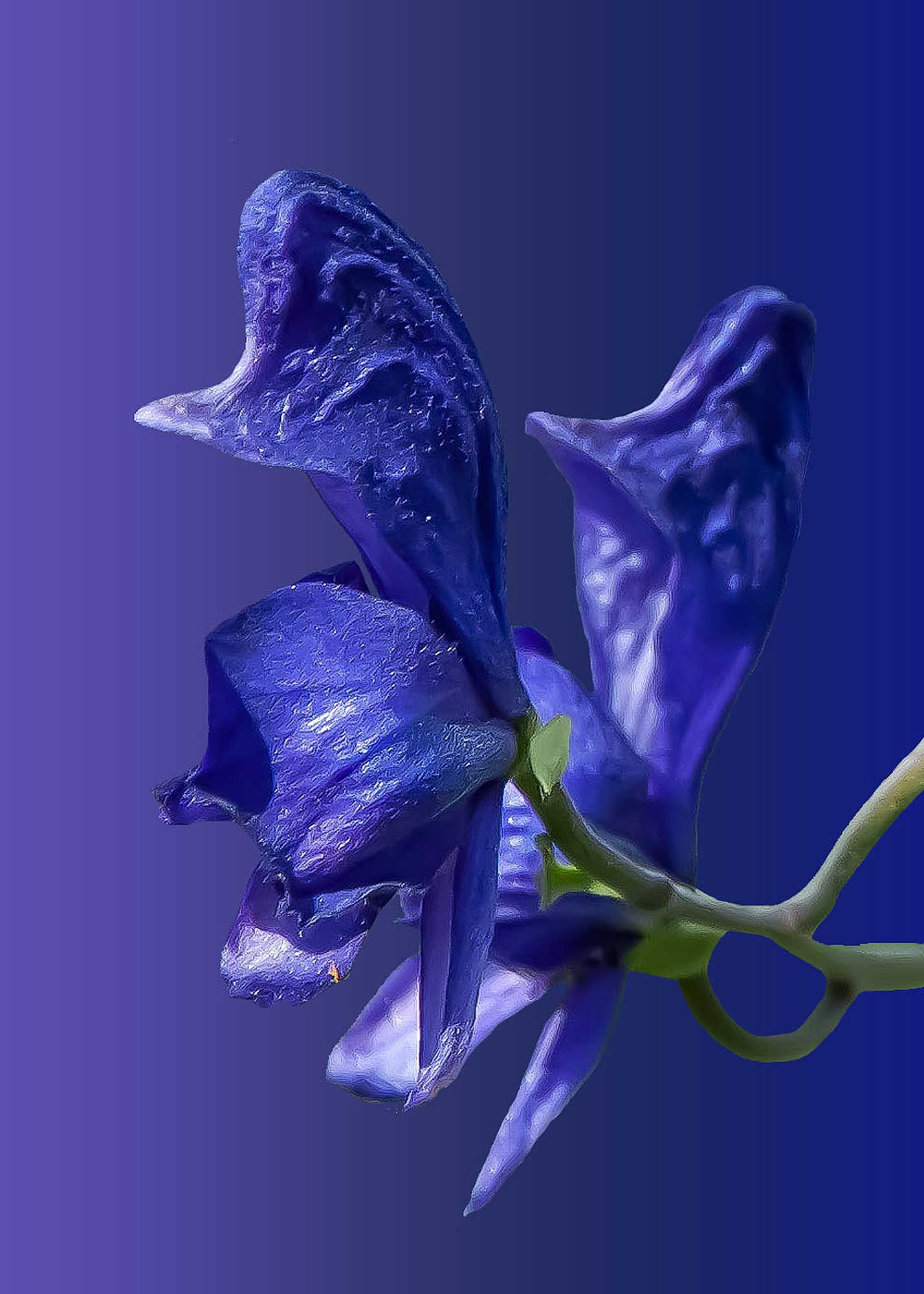 © Erhard Biebl - Floral Artcomposing, alle Rechte vorbehalten