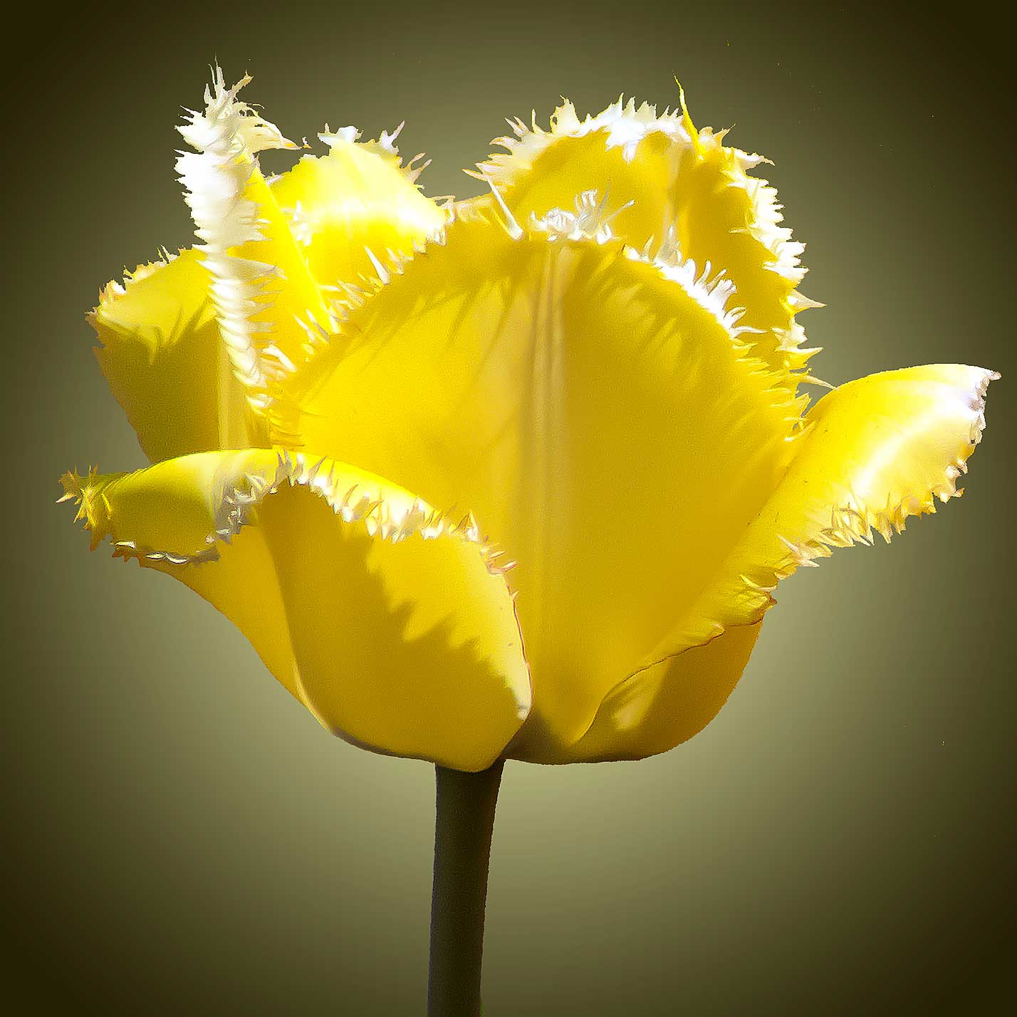© Erhard Biebl - Floral Artcomposing, alle Rechte vorbehalten