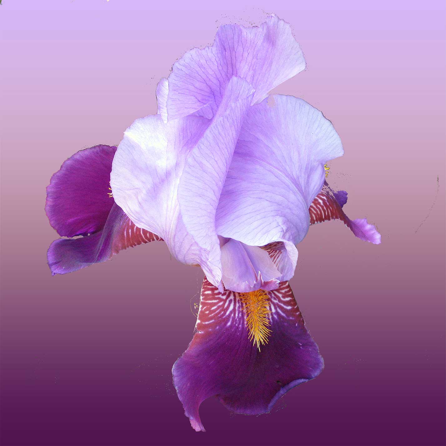 © Erhard Biebl - Floral Artcomposing, alle Rechte vorbehalten