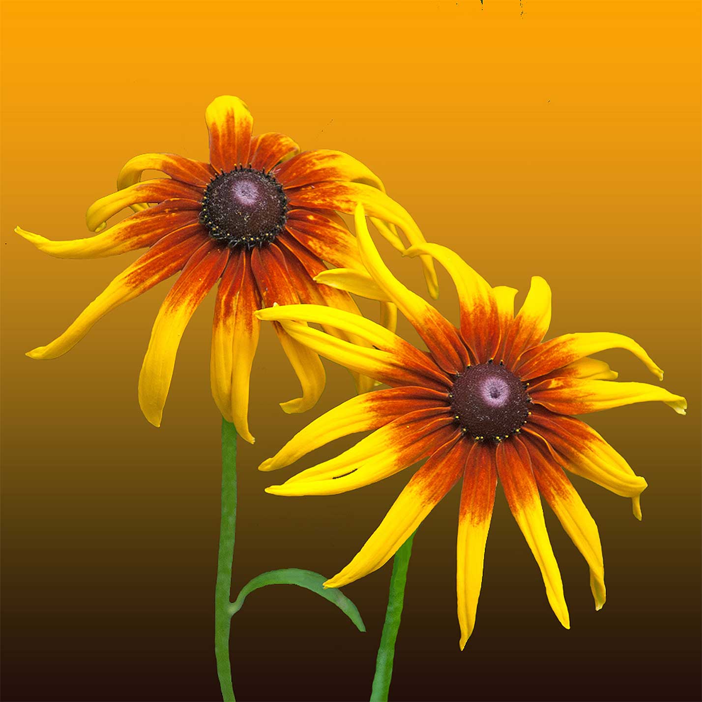 © Erhard Biebl - Floral Artcomposing, alle Rechte vorbehalten
