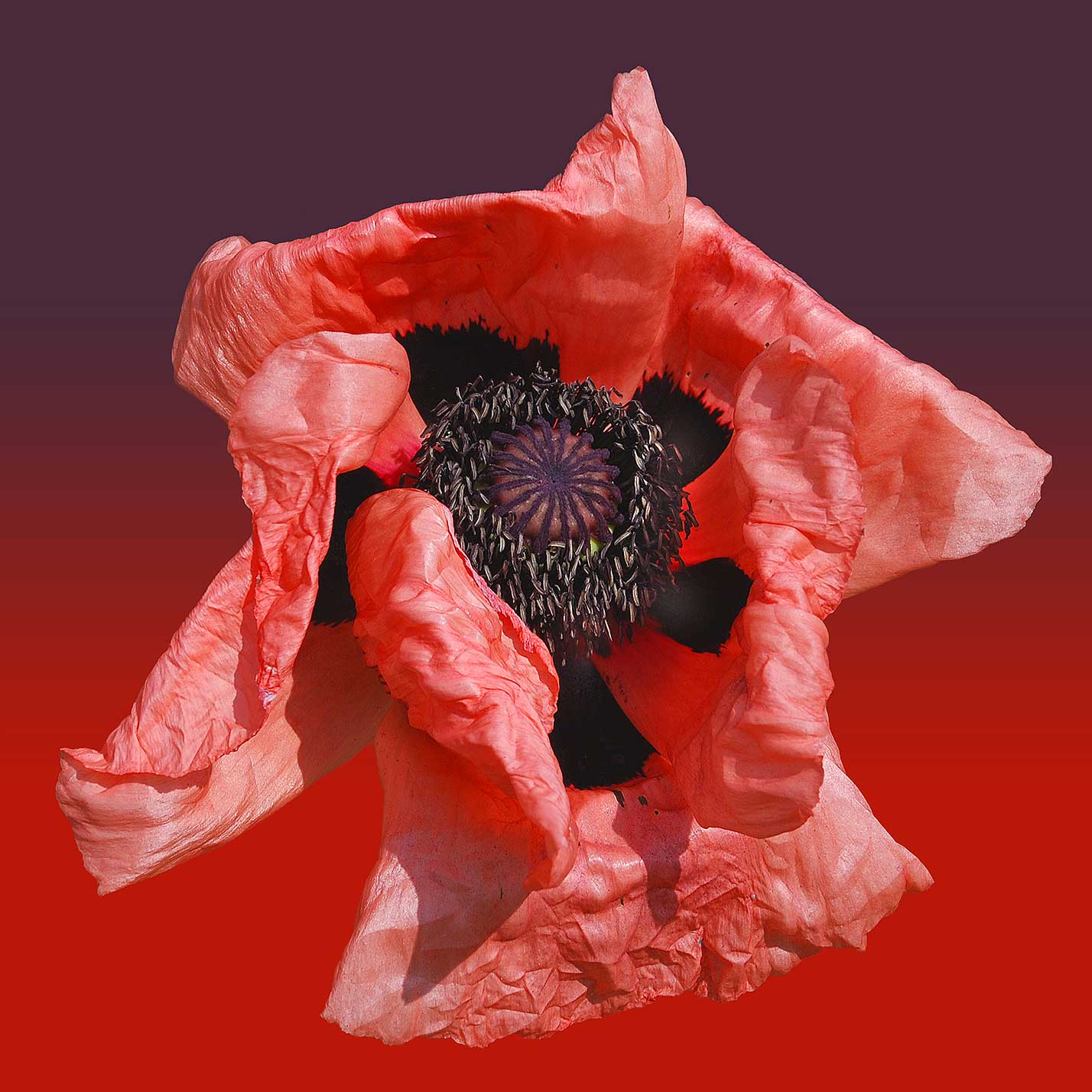 © Erhard Biebl - Floral Artcomposing, alle Rechte vorbehalten