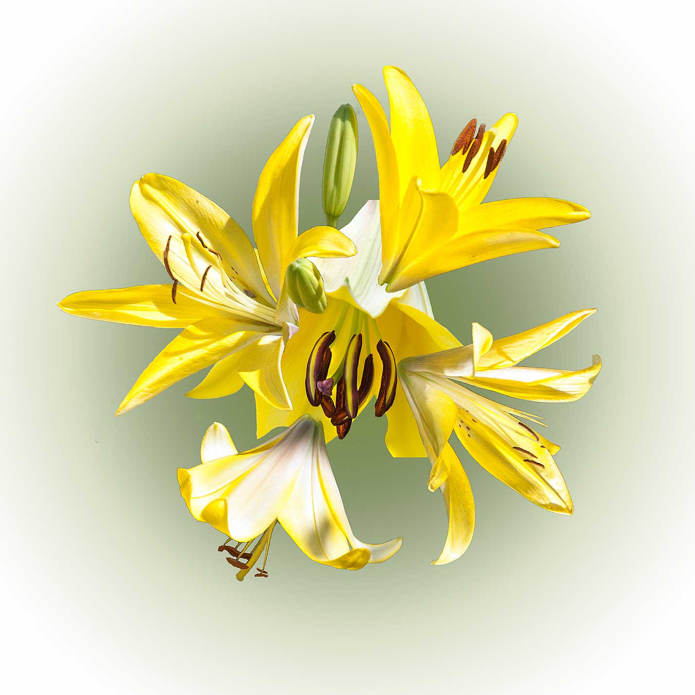 © Erhard Biebl - Floral Artcomposing, alle Rechte vorbehalten