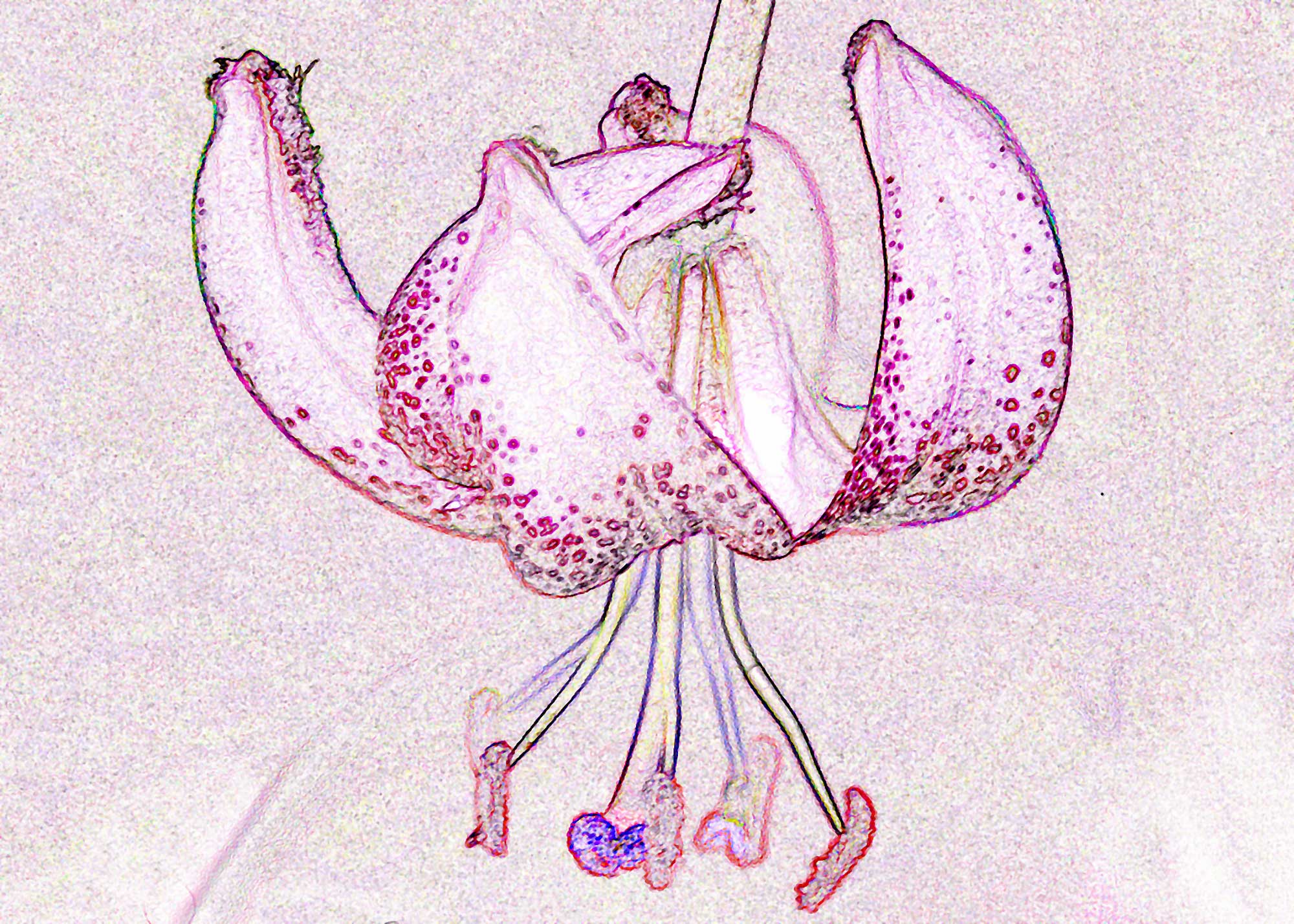 © Erhard Biebl - Floral Artcomposing, alle Rechte vorbehalten