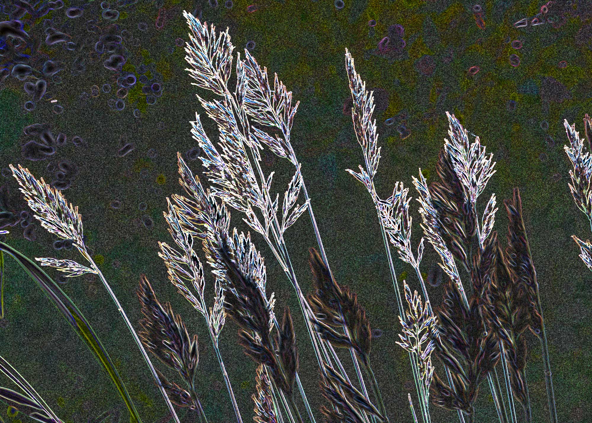 © Erhard Biebl - Floral Artcomposing, alle Rechte vorbehalten