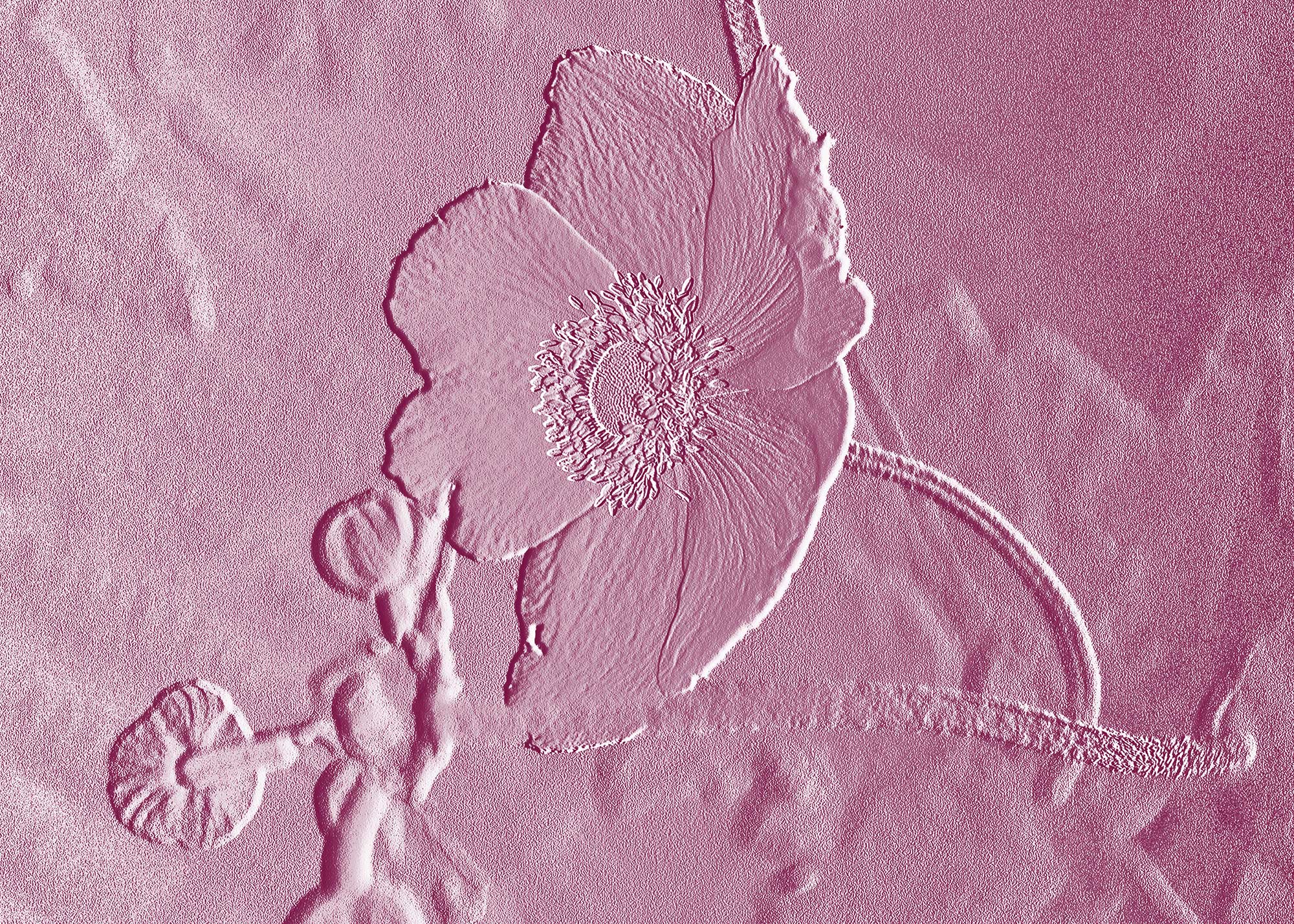 © Erhard Biebl - Floral Artcomposing, alle Rechte vorbehalten
