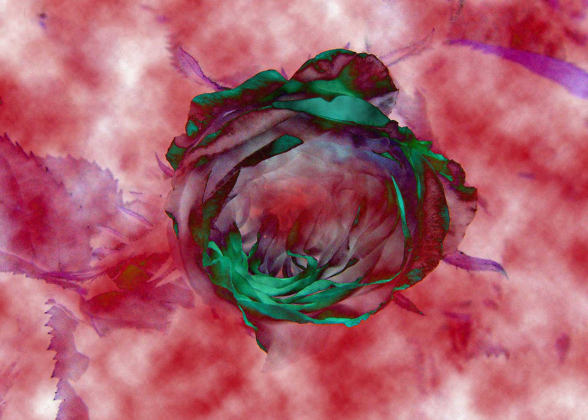 © Erhard Biebl - Floral Artcomposing, alle Rechte vorbehalten