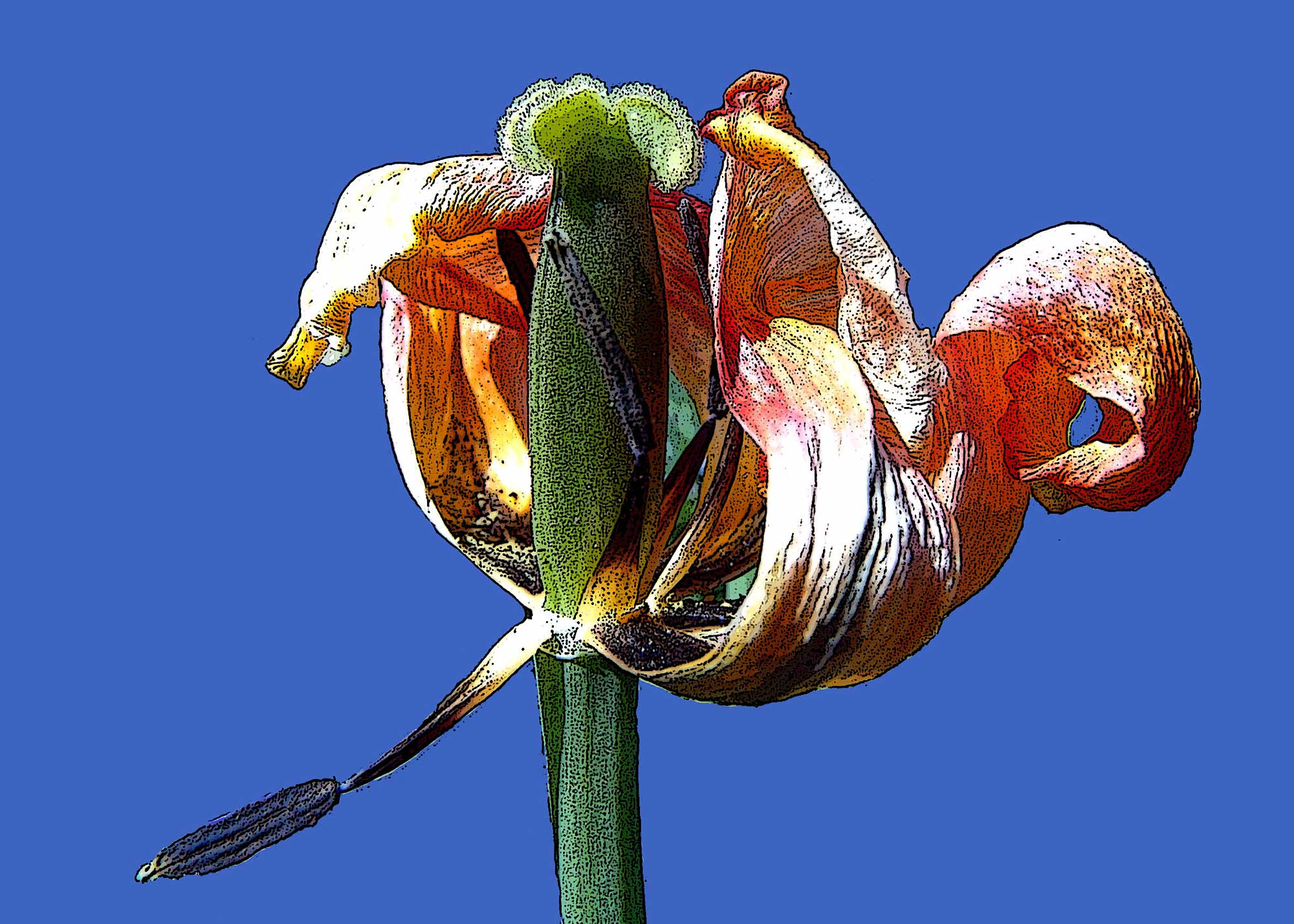 Erhard Biebl - Floral Artcomposing, alle Rechte vorbehalten