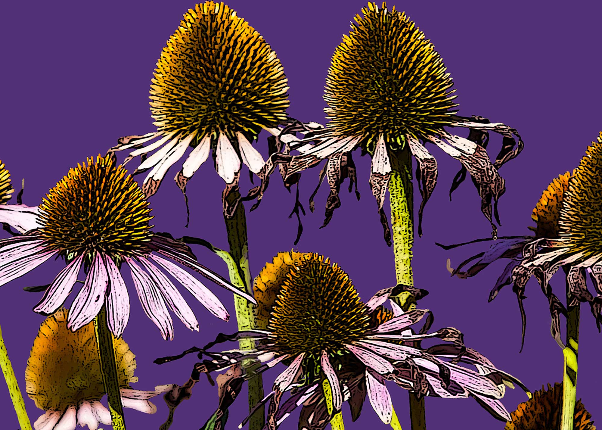Erhard Biebl - Floral Artcomposing, alle Rechte vorbehalten