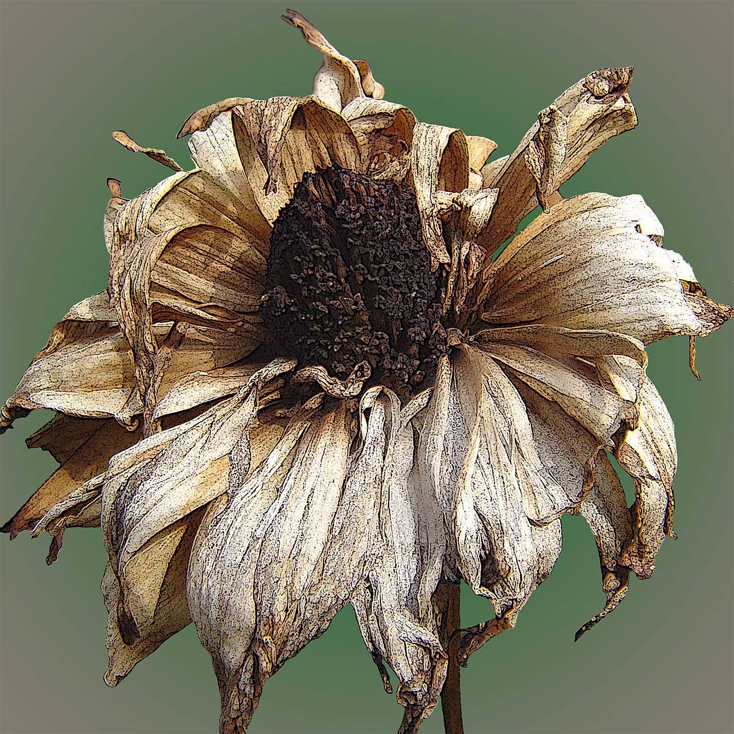 Erhard Biebl - Floral Artcomposing, alle Rechte vorbehalten