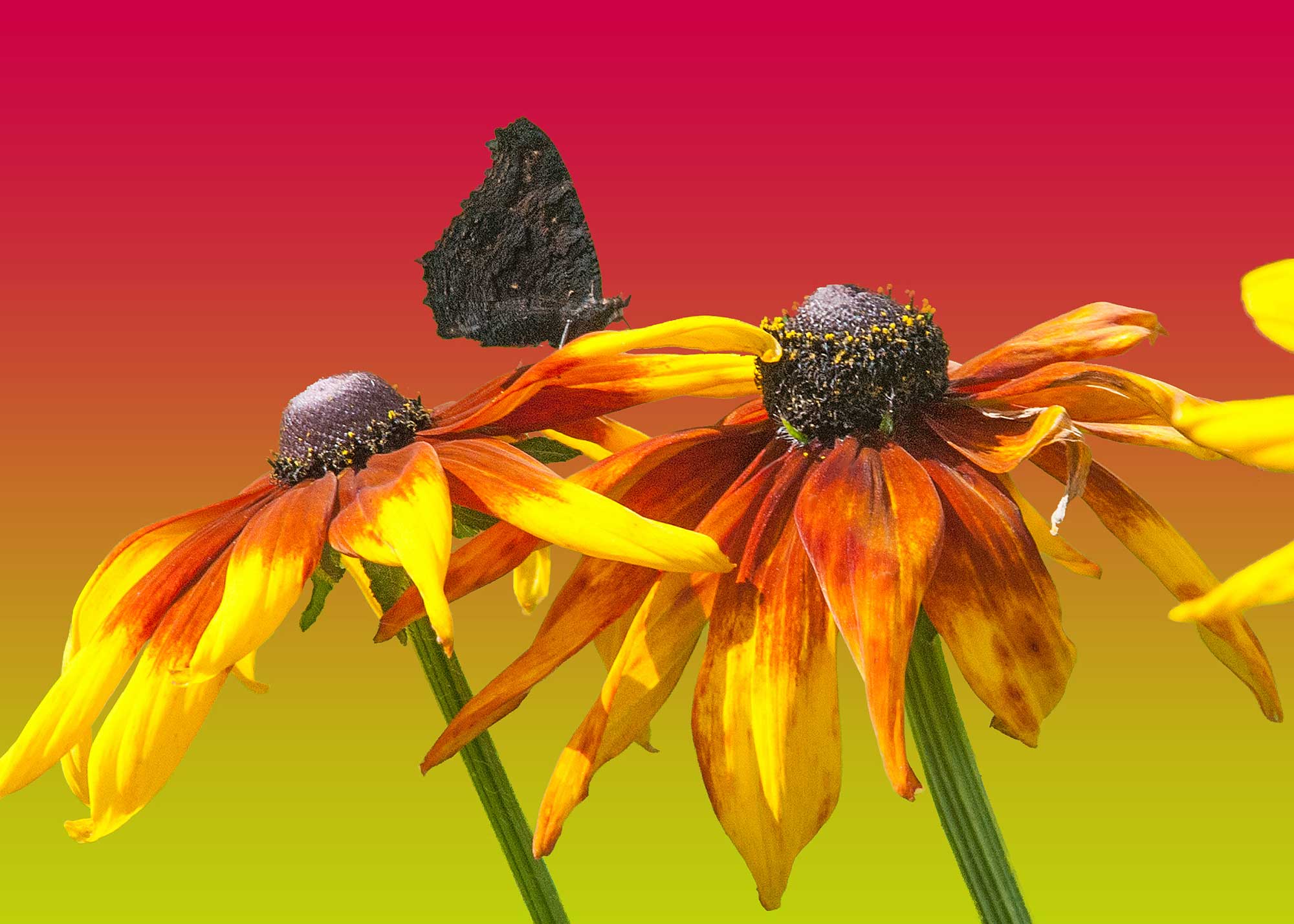 Erhard Biebl - Floral Artcomposing, alle Rechte vorbehalten