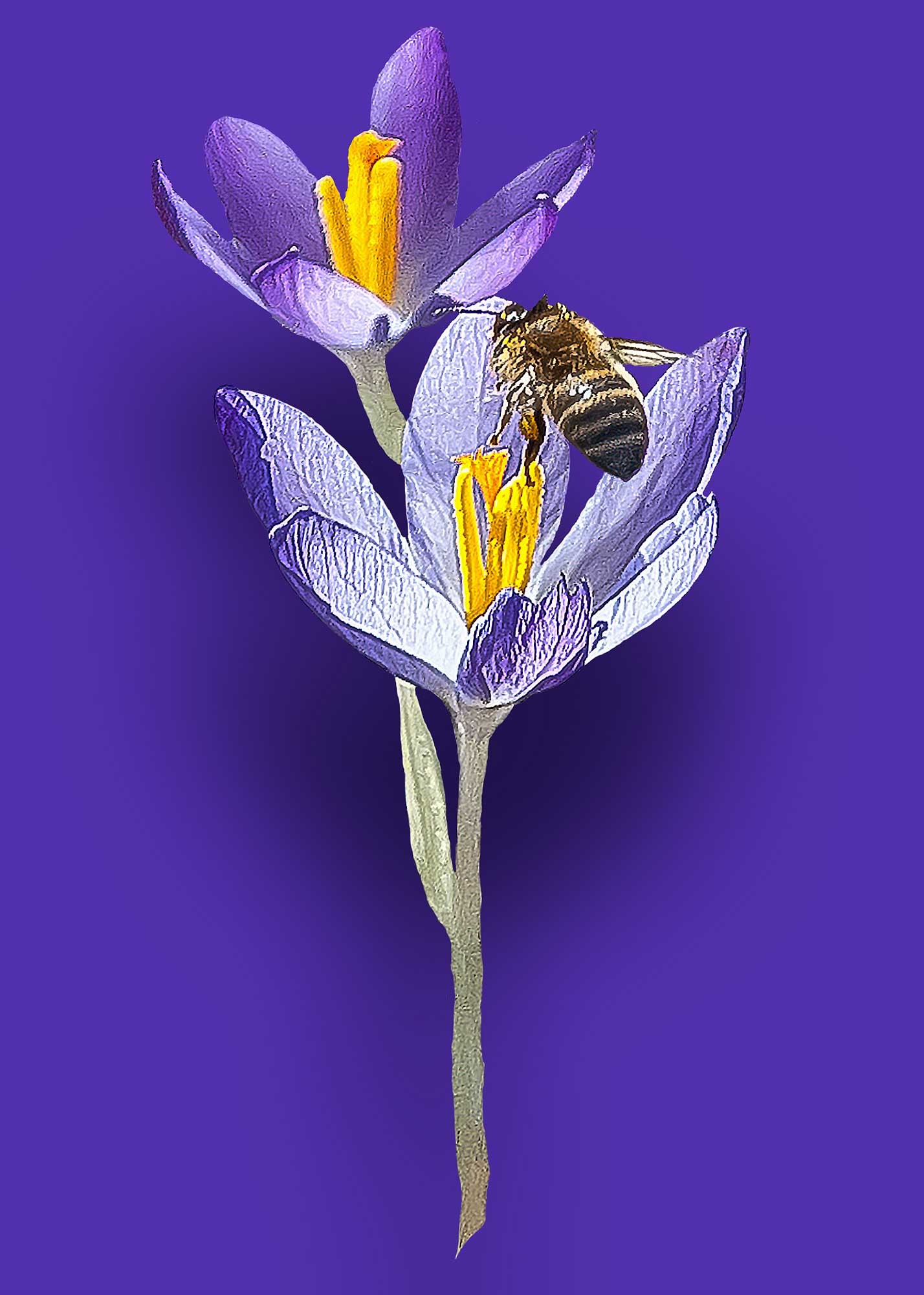 Erhard Biebl - Floral Artcomposing, alle Rechte vorbehalten