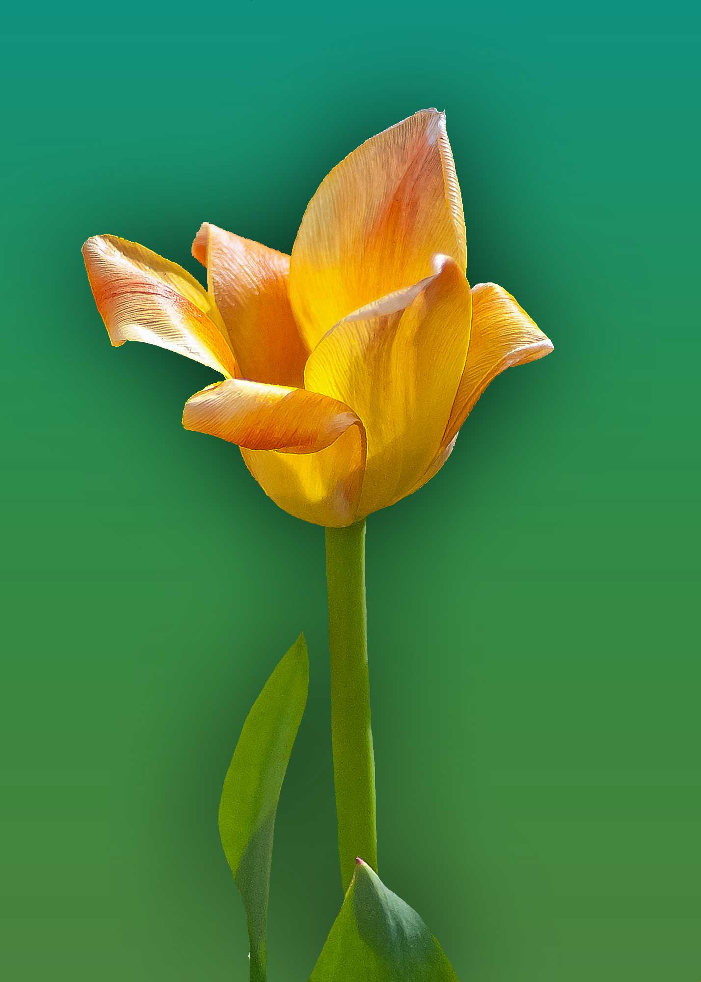 Erhard Biebl - Floral Artcomposing, alle Rechte vorbehalten